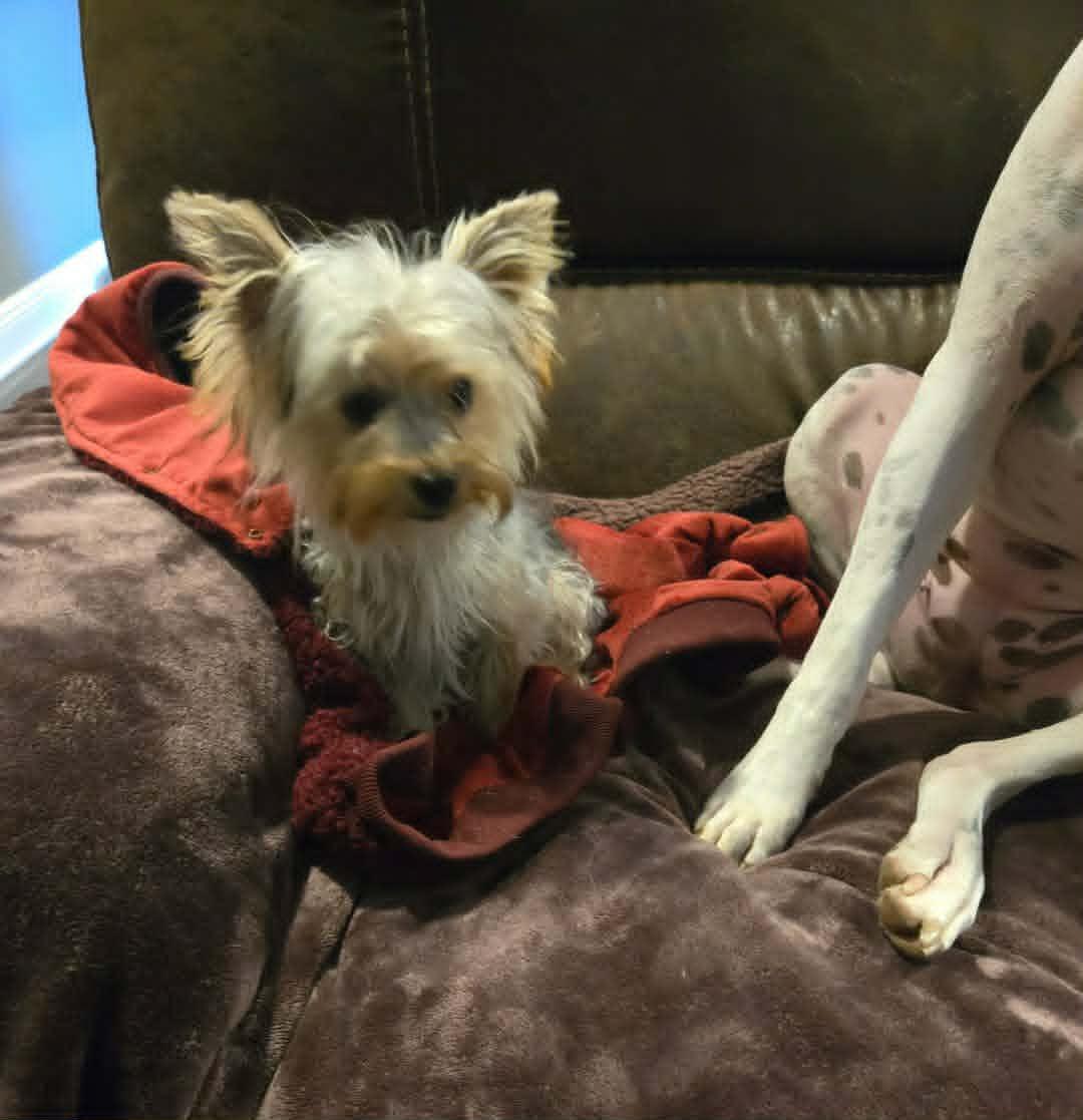 Diego, an adopted Yorkshire Terrier in Laguna Hills, CA image 2/3