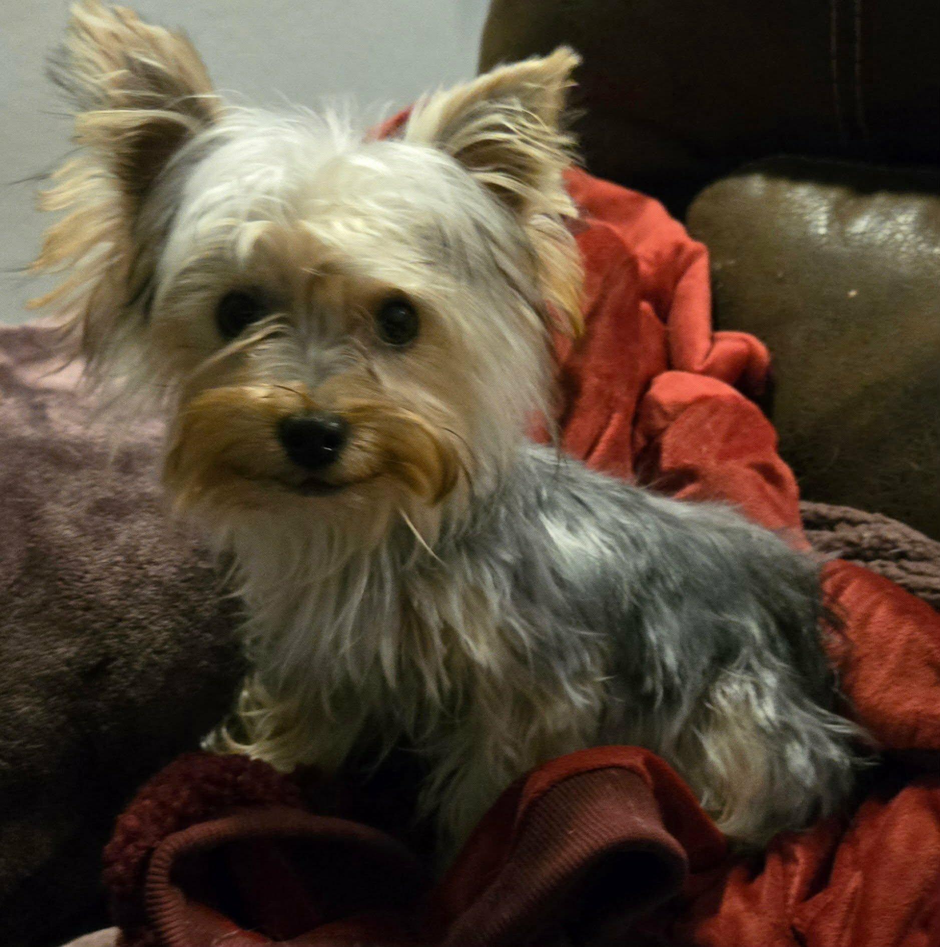 Diego, an adopted Yorkshire Terrier in Laguna Hills, CA image 1/3