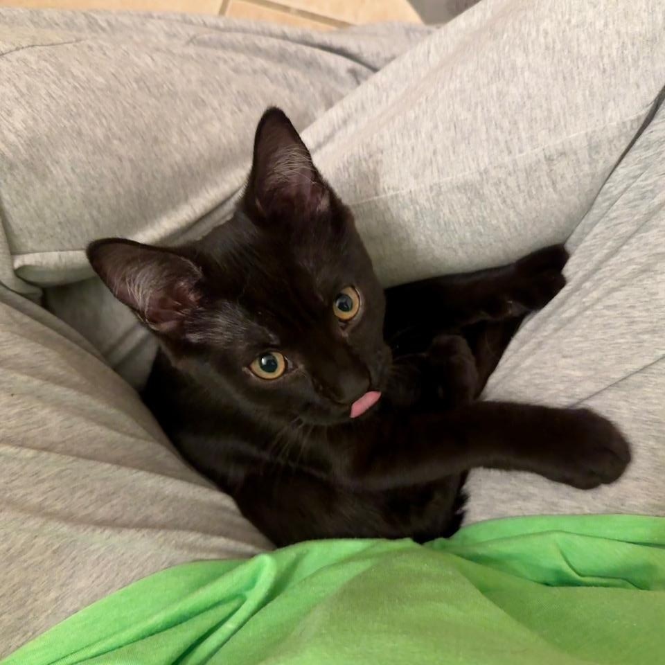 Enlarge Mystic, a Adoptable Domestic Short Hair in Beltsville, MD image 5/6