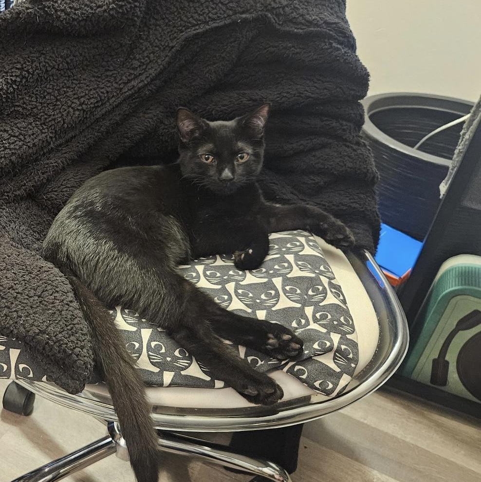 Mystic, Adoptable, Kitten Female Domestic Short Hair.