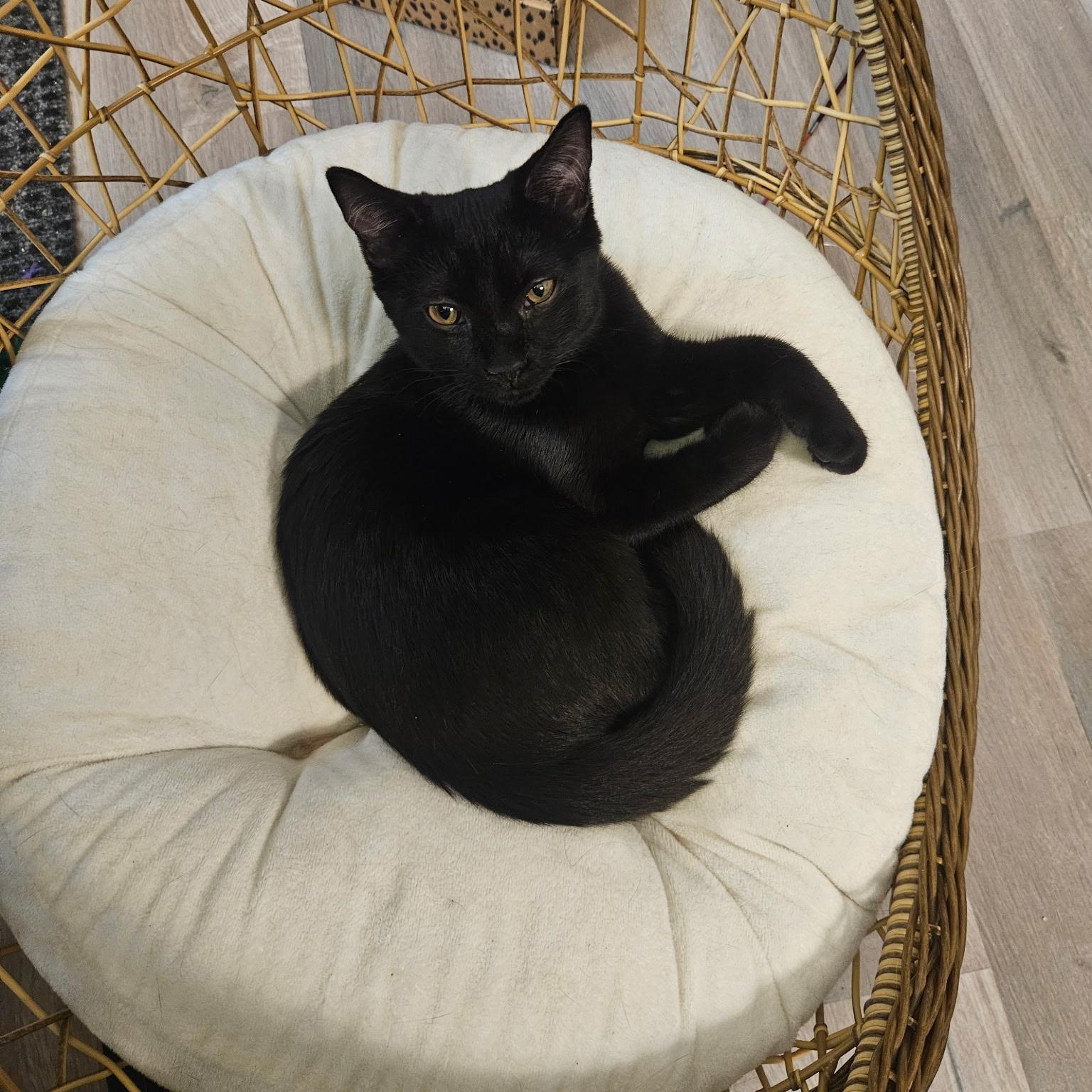 Enlarge Mystic, a Adoptable Domestic Short Hair in Beltsville, MD image 4/6