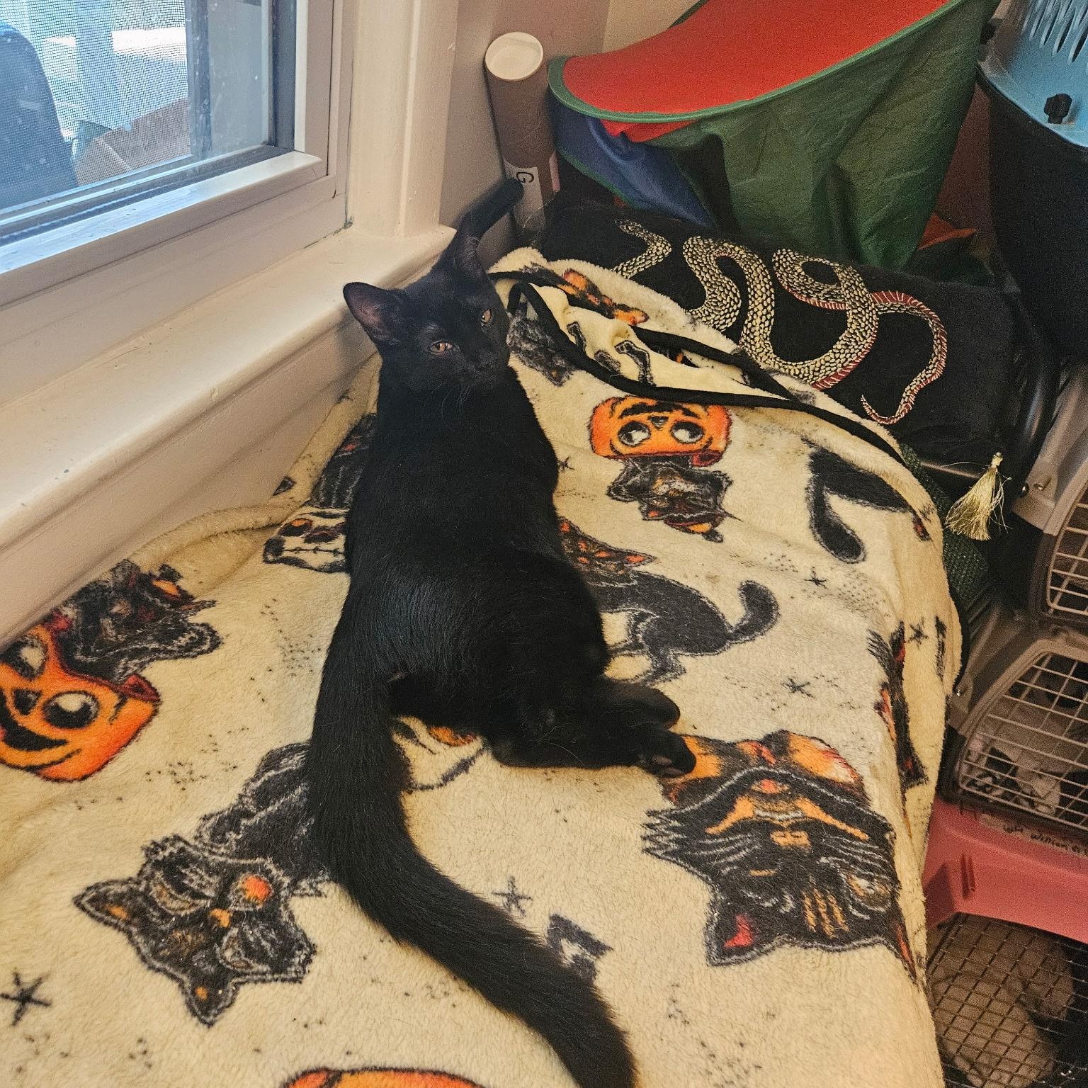 Enlarge Mystic, a Adoptable Domestic Short Hair in Beltsville, MD image 2/6