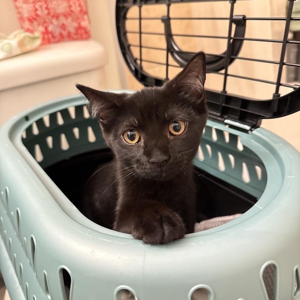 Enlarge Mystic, a Adoptable Domestic Short Hair in Beltsville, MD image 6/6