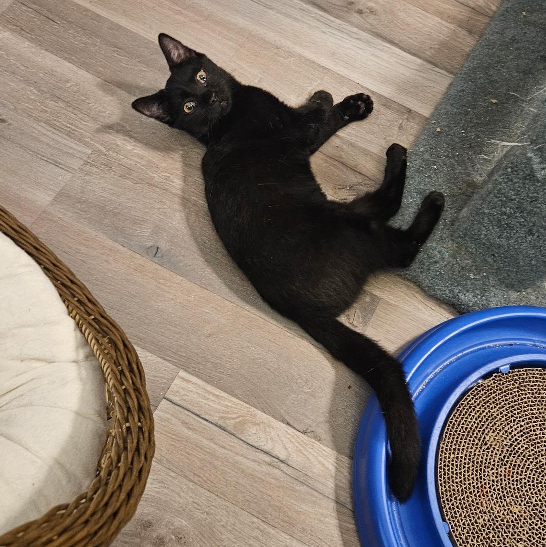 Enlarge Mystic, a Adoptable Domestic Short Hair in Beltsville, MD image 3/6