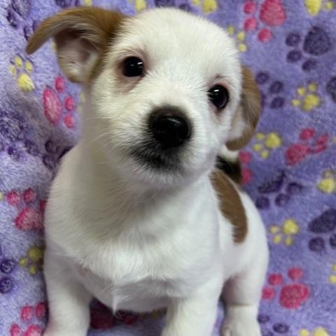Enlarge Hawk, a ADOPTABLE mixed breed in Bartonsville, PA image 3/4