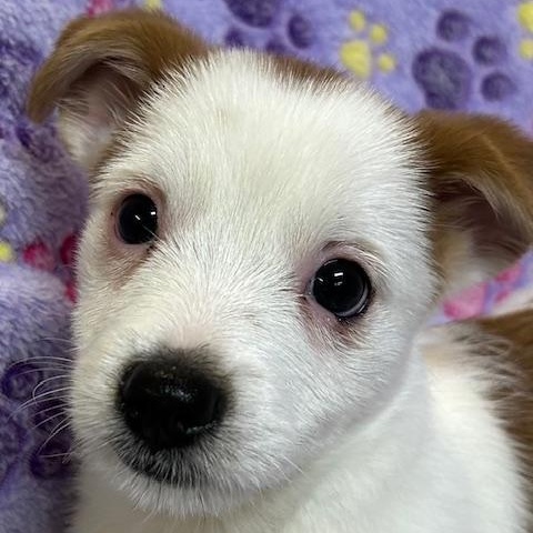 Enlarge Hawk, a ADOPTABLE mixed breed in Bartonsville, PA image 2/4
