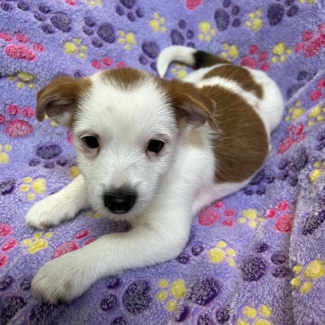 Enlarge Hawk, a ADOPTABLE mixed breed in Bartonsville, PA image 4/4