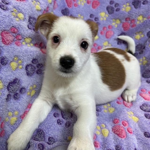 Hawk, ADOPTABLE, Puppy Male Shih Tzu & Chihuahua.