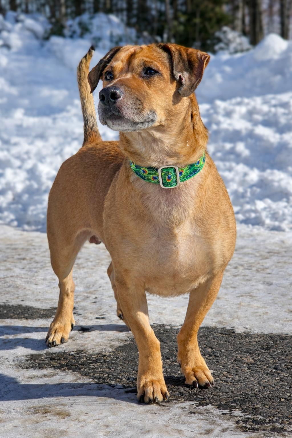 Oscar Mayer, Adoptable, Adult Male Terrier.
