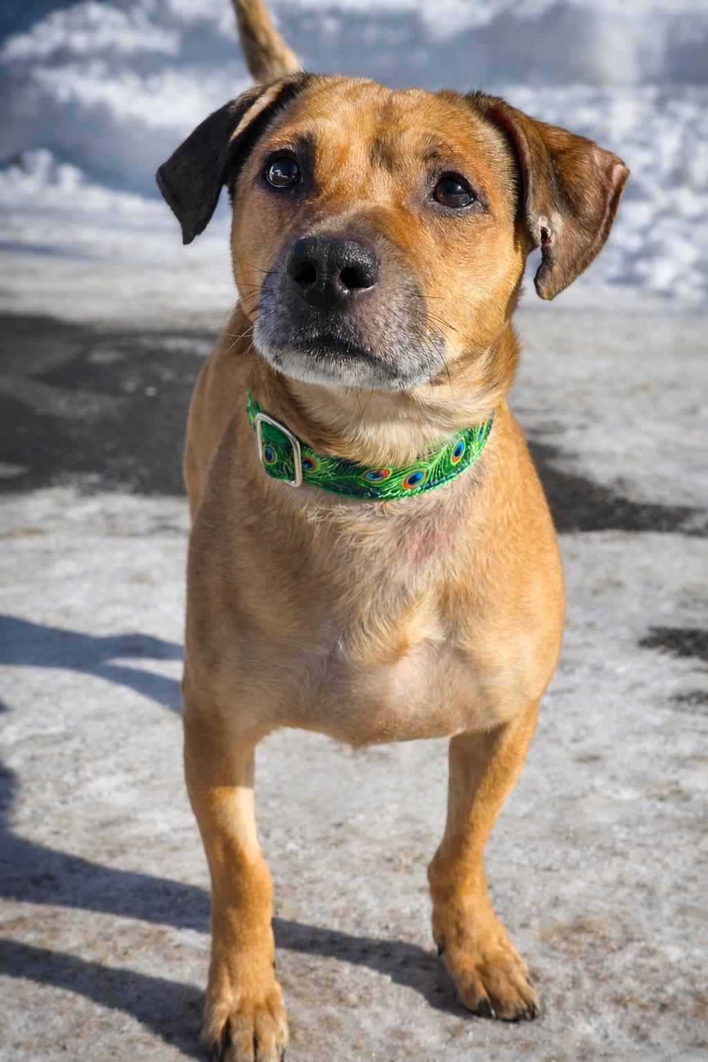 Oscar Mayer, Adoptable, Adult Male Terrier.