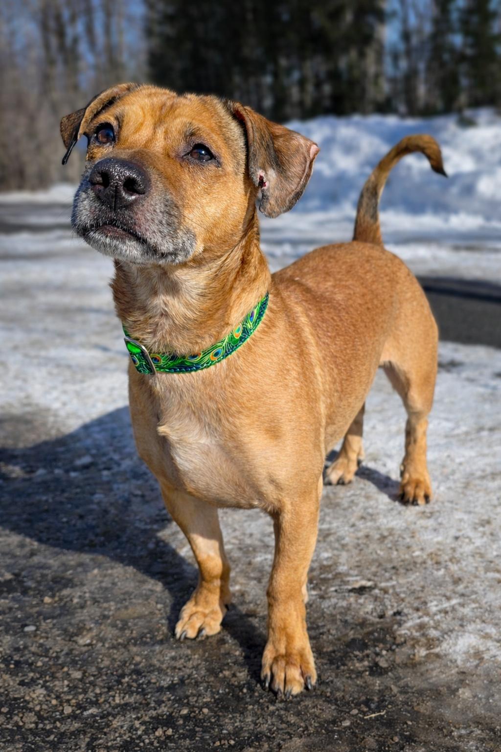 Enlarge Oscar Mayer, a Adoptable Terrier in Westminster, MA image 3/3