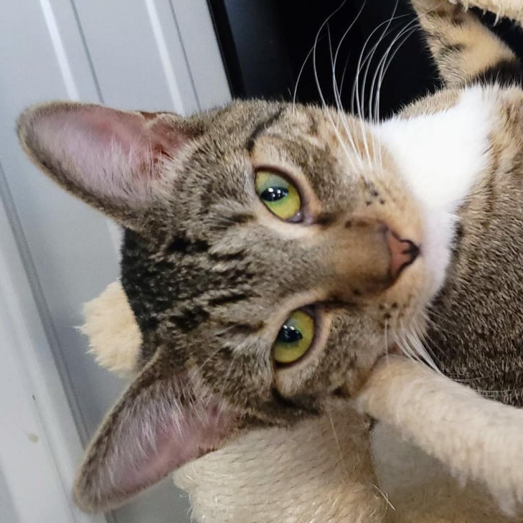 Athena, Adoptable, Adult Female Domestic Short Hair.