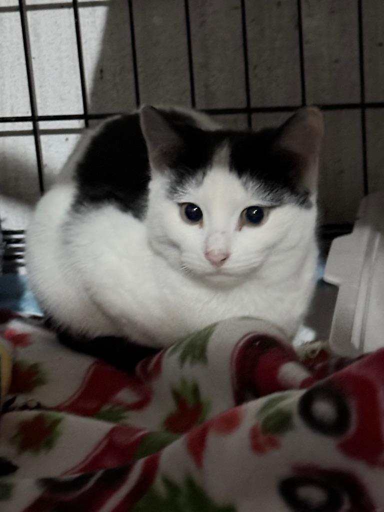 Princess Purr, Adoptable, Kitten Female Domestic Short Hair.