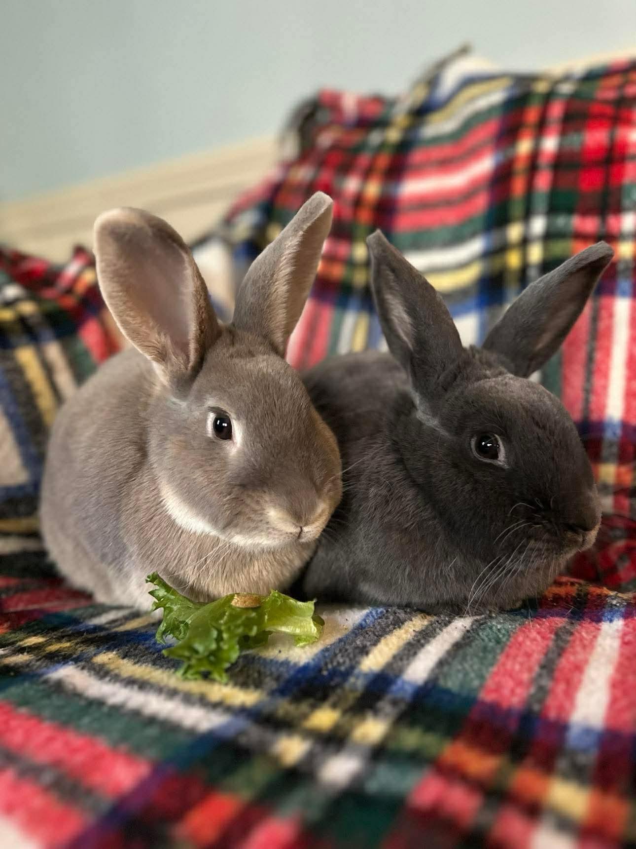 Juneau (bonded with Emery), Adoptable, Adult Female Bunny Rabbit.