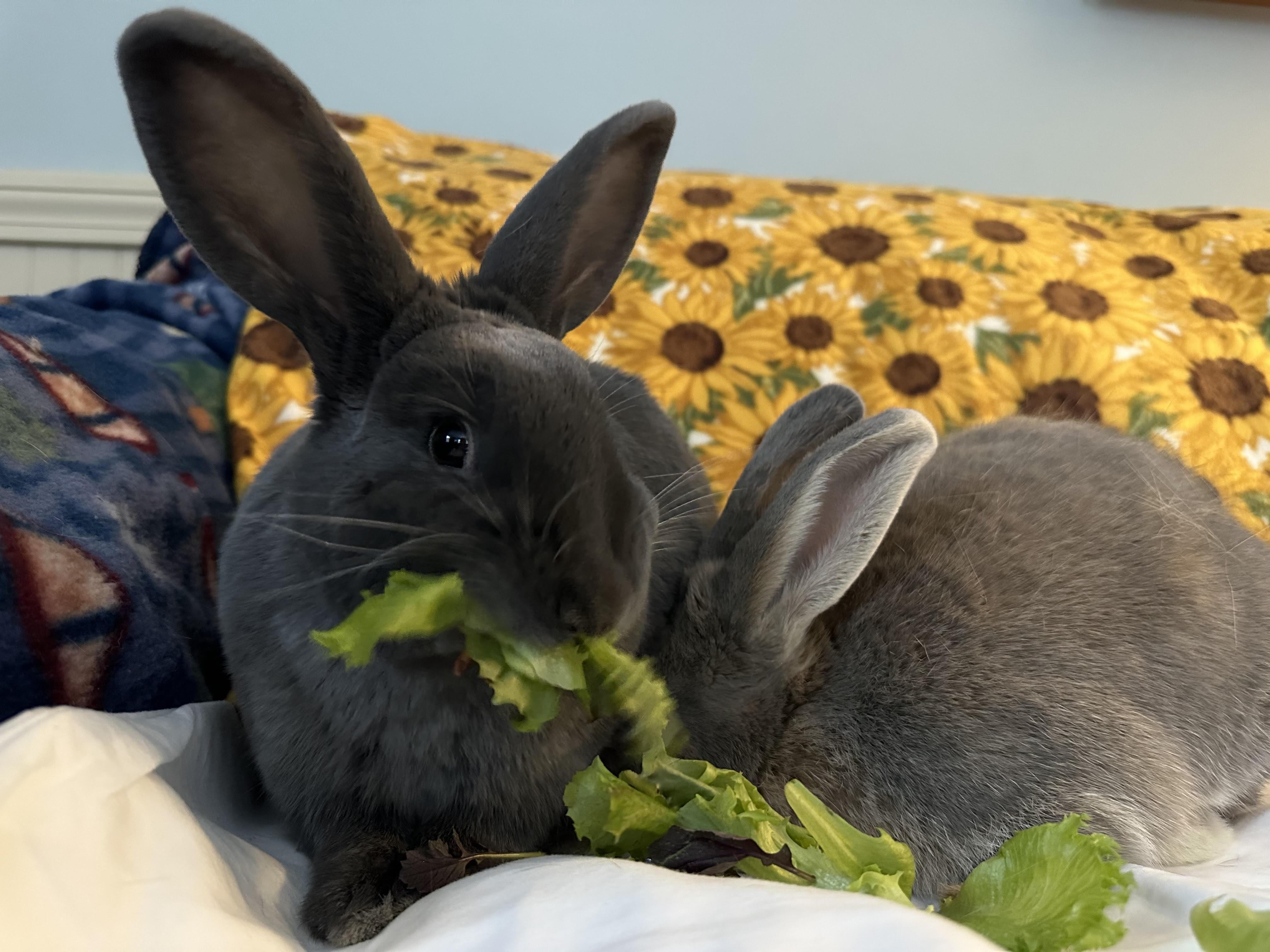 Enlarge Juneau (bonded with Emery), a Adoptable mixed breed in Westbrook, ME image 3/6