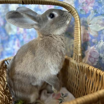 Enlarge Juneau (bonded with Emery), a Adoptable mixed breed in Westbrook, ME image 5/6