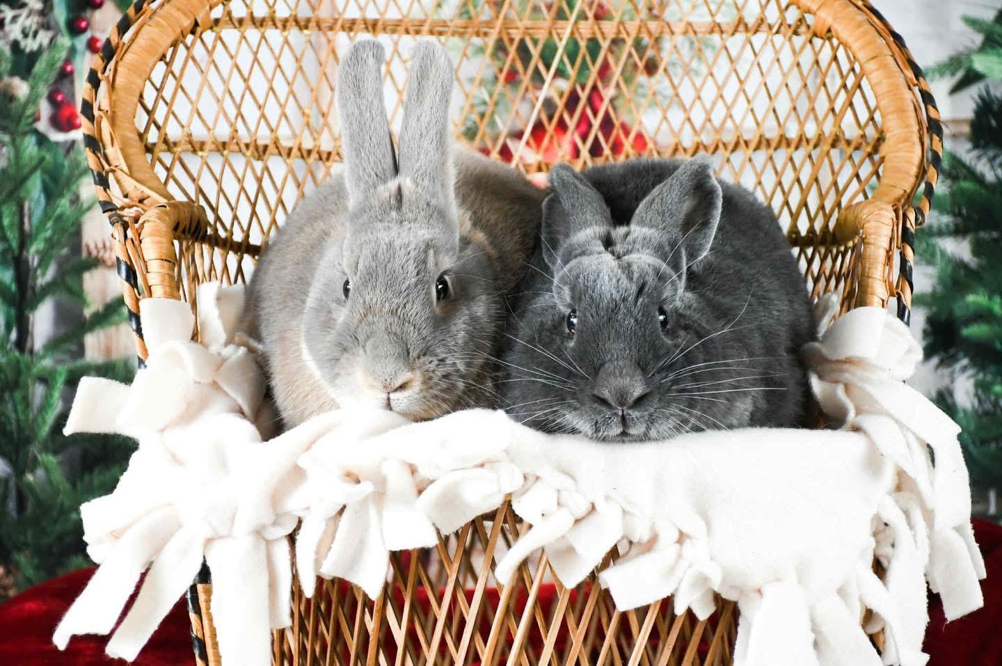 Juneau (bonded with Emery), Adoptable, Adult Female Bunny Rabbit.