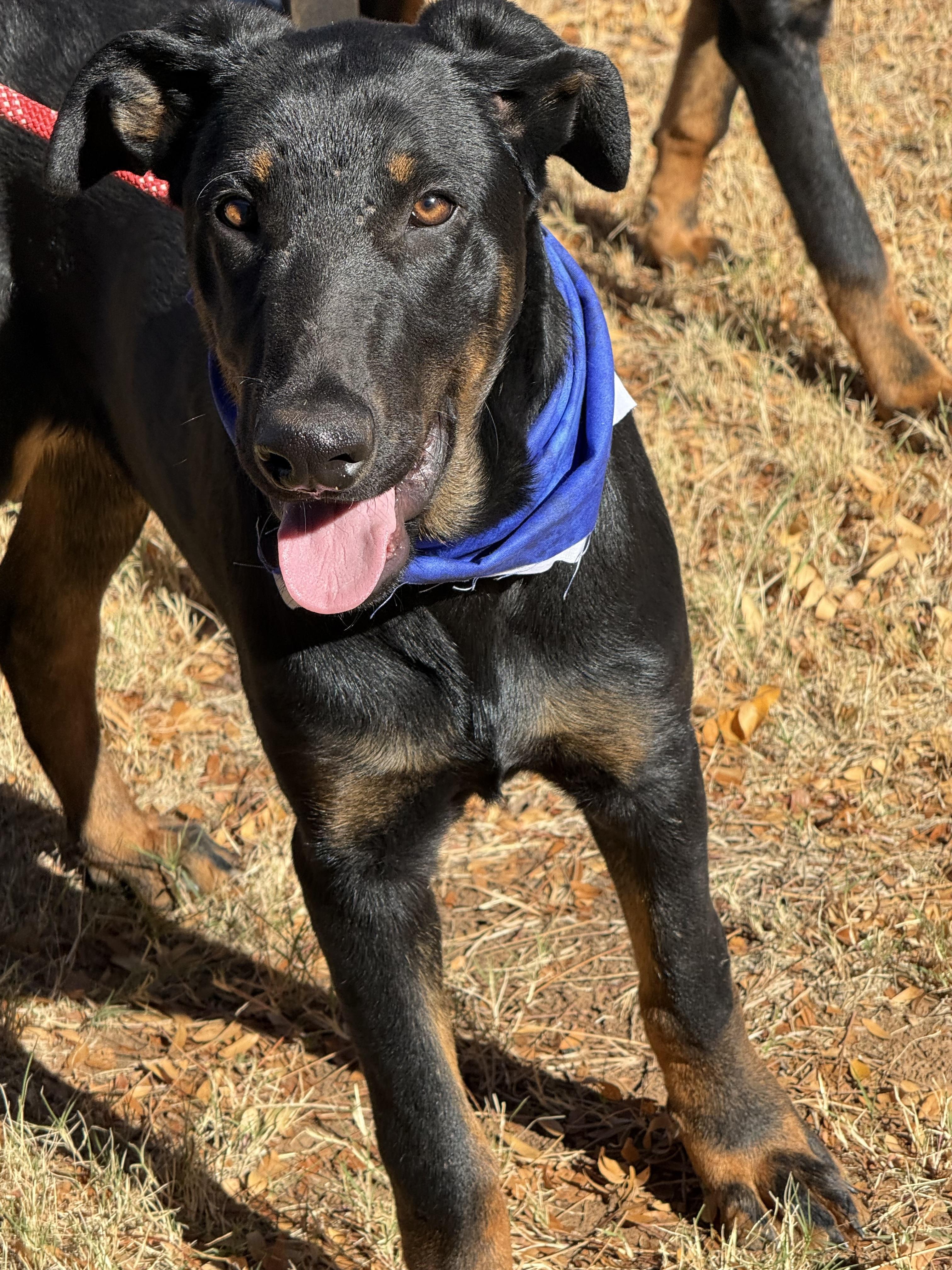Enlarge REX, a Adoptable mixed breed in Levelland, TX image 2/6