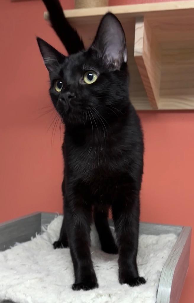 Chad, Adoptable, Young Male Domestic Short Hair.