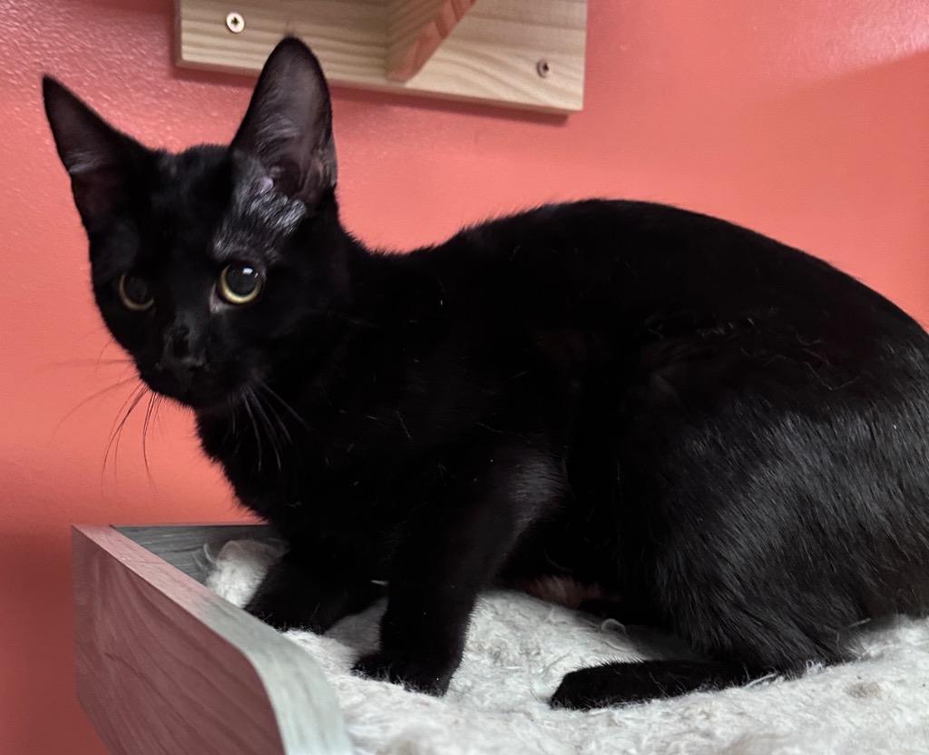 Enlarge Chad, a Adoptable mixed breed in Waynesville, MO image 2/2