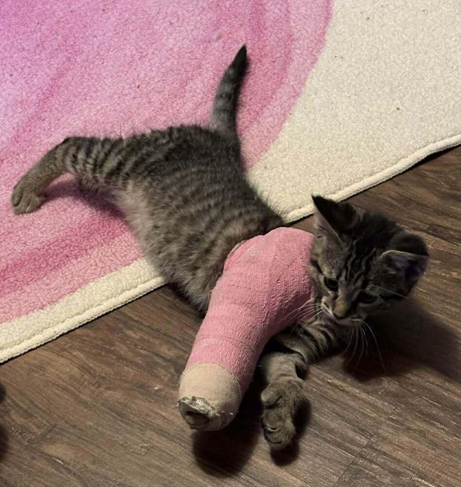 Mittens, Adoptable, Kitten Female Domestic Short Hair.