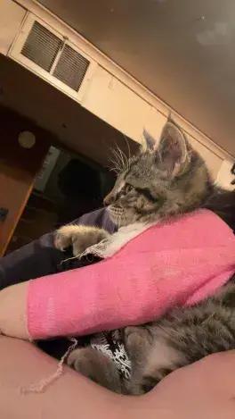 Mittens, a Adoptable Domestic Short Hair in Grand Rapids, MI image 2/6
