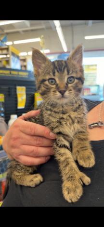 Mittens, a Adoptable Domestic Short Hair in Grand Rapids, MI image 3/6