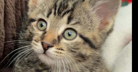 Mittens, a Adoptable Domestic Short Hair in Grand Rapids, MI image 5/6