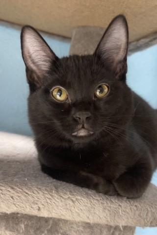 Zoya, Adoptable, Kitten Female Domestic Short Hair.