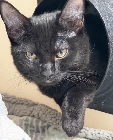 Enlarge Zoya, a Adoptable Domestic Short Hair in Hollister, CA image 2/2