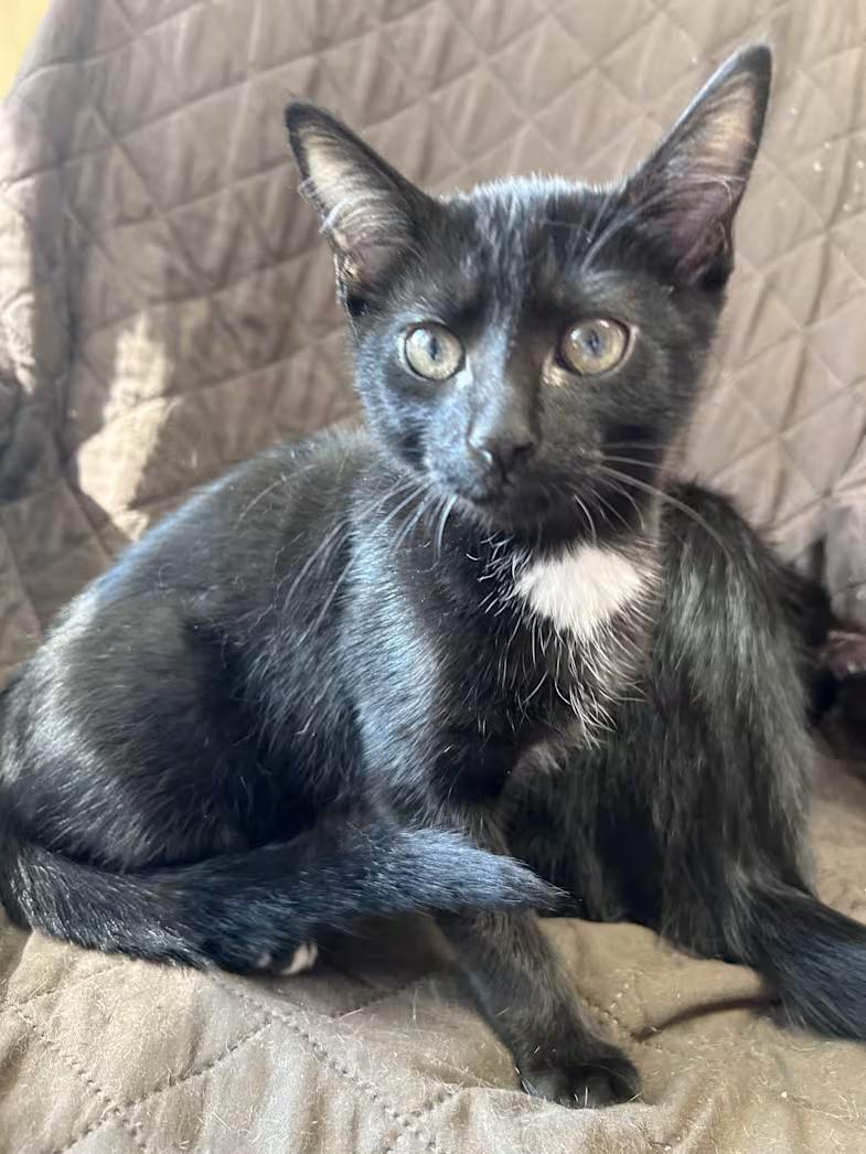 Jupiter, an adopted Domestic Short Hair in Greensboro, NC image 2/4