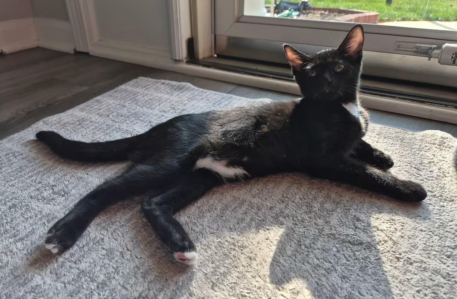 Jupiter, an adopted Domestic Short Hair in Greensboro, NC image 1/4