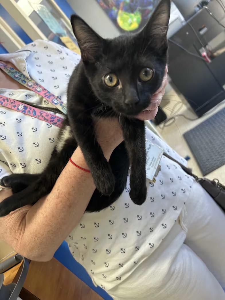 Jupiter, an adopted Domestic Short Hair in Greensboro, NC image 3/4