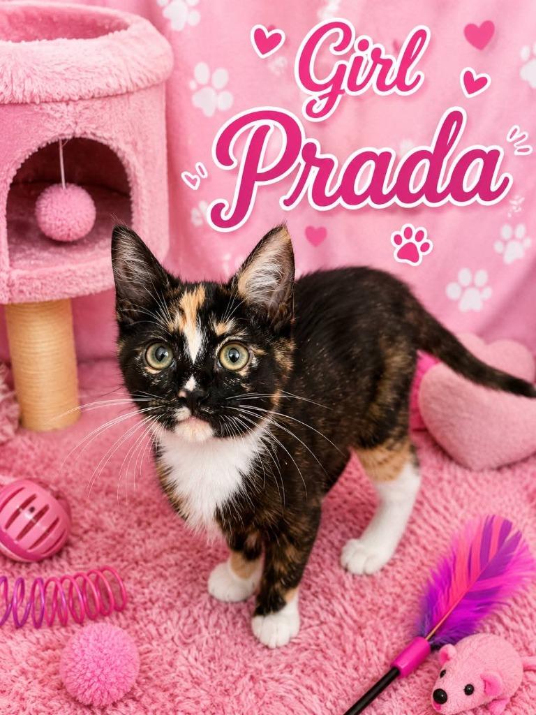 Enlarge Prada, a Adoptable Calico in Miami, OK image 3/3