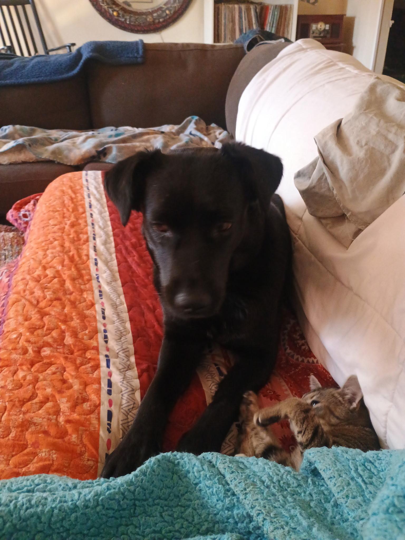 Rosemary , an adopted mixed breed in Columbus , OH image 4/6