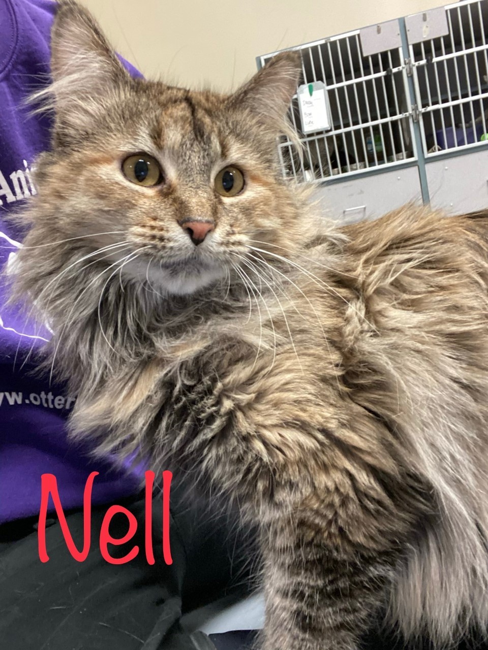 Enlarge Nell, a Adoptable Domestic Long Hair in Hazleton, IA image 1/9