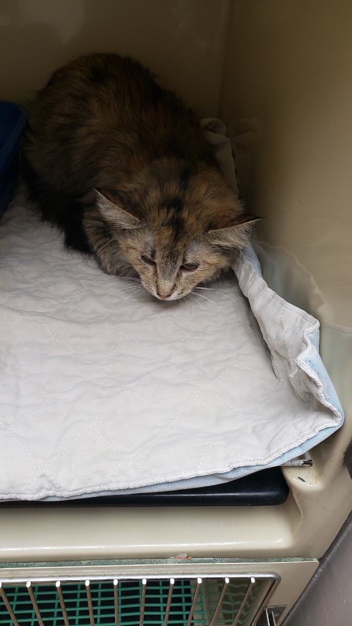 Enlarge Nell, a Adoptable Domestic Long Hair in Hazleton, IA image 2/9