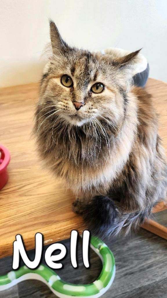 Enlarge Nell, a Adoptable Domestic Long Hair in Hazleton, IA image 3/9