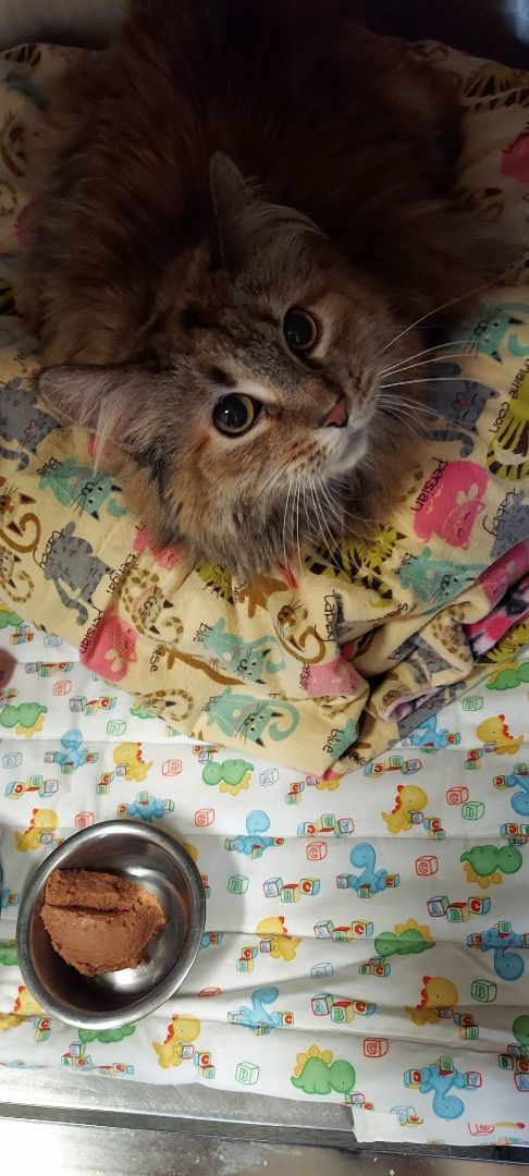 Enlarge Nell, a Adoptable Domestic Long Hair in Hazleton, IA image 4/9