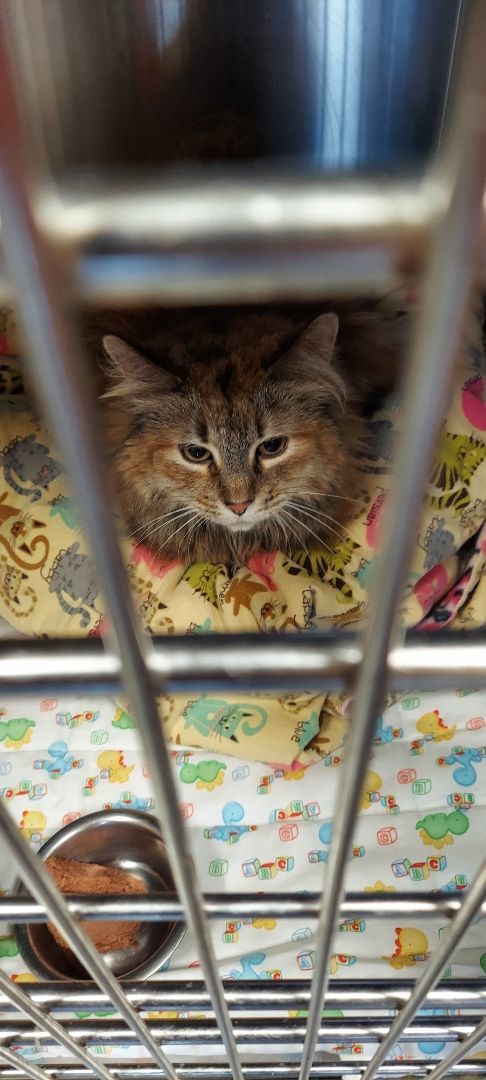 Enlarge Nell, a Adoptable Domestic Long Hair in Hazleton, IA image 5/9