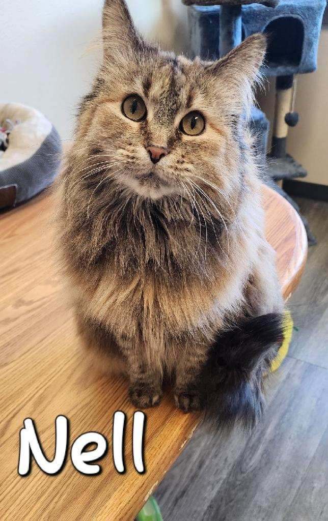 Enlarge Nell, a Adoptable Domestic Long Hair in Hazleton, IA image 6/9