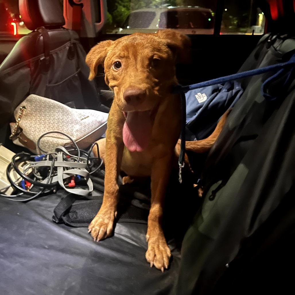 Enlarge Big Red, a Adoptable mixed breed in Bessemer, AL image 1/4