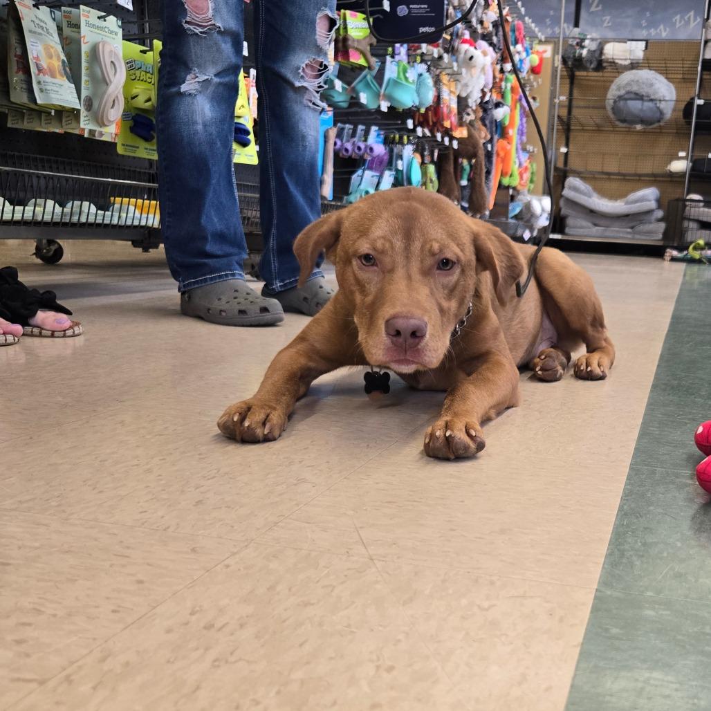 Enlarge Big Red, a Adoptable mixed breed in Bessemer, AL image 2/4