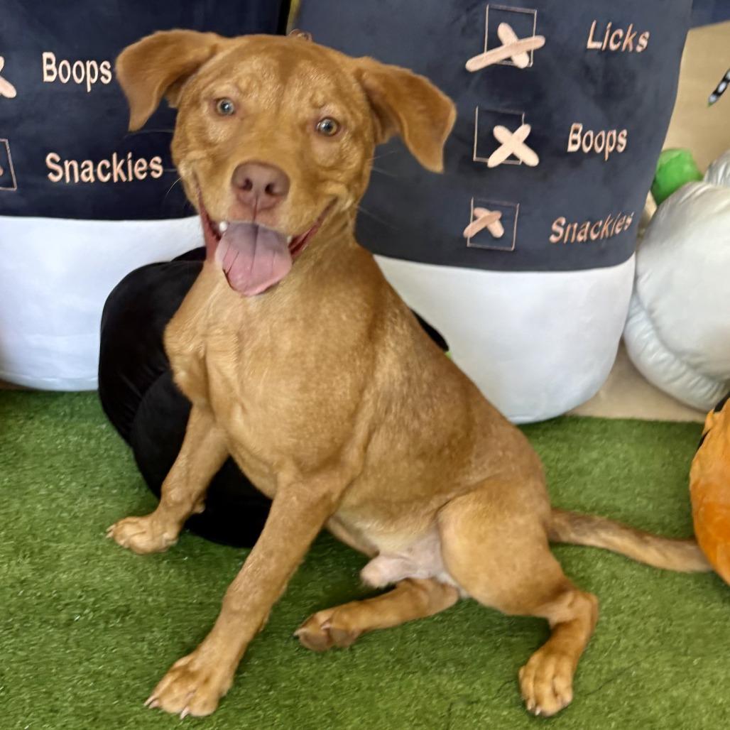 Enlarge Big Red, a Adoptable mixed breed in Bessemer, AL image 3/4