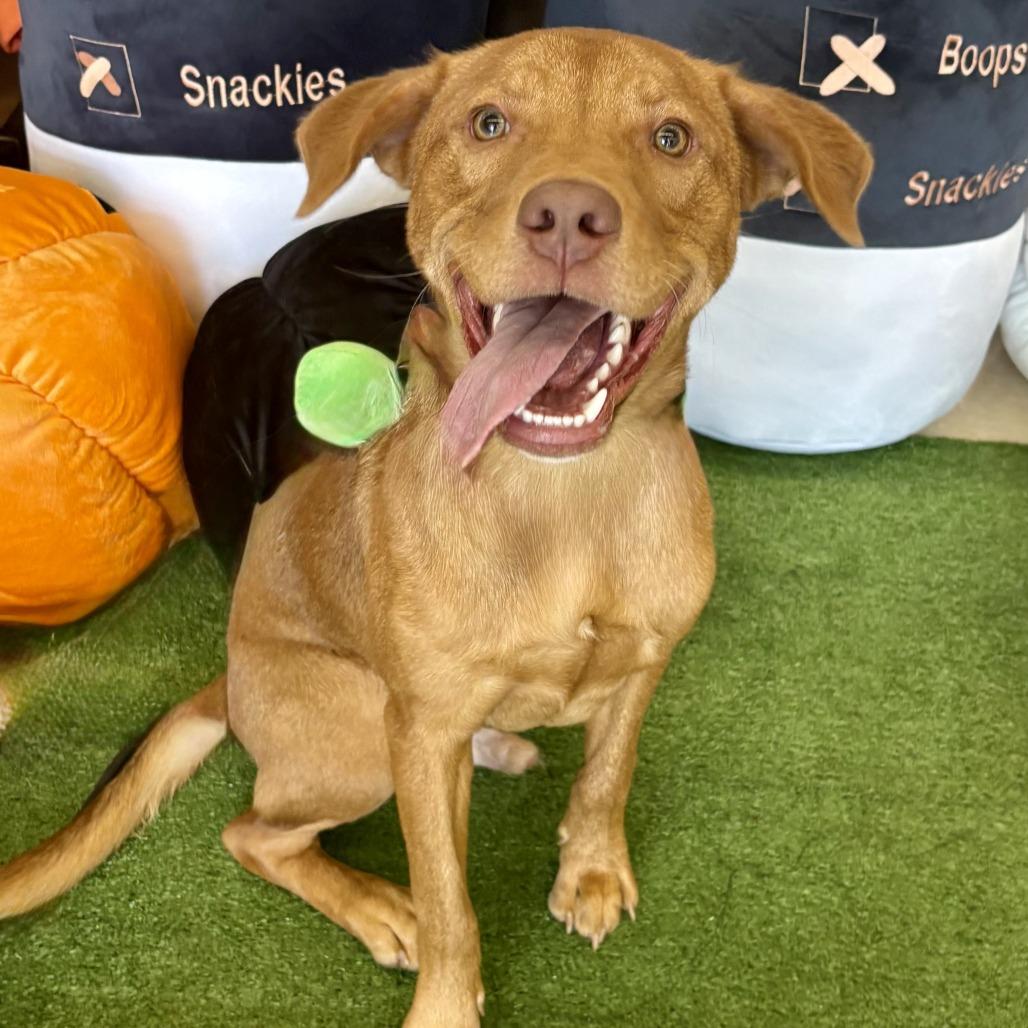 Enlarge Big Red, a Adoptable mixed breed in Bessemer, AL image 4/4