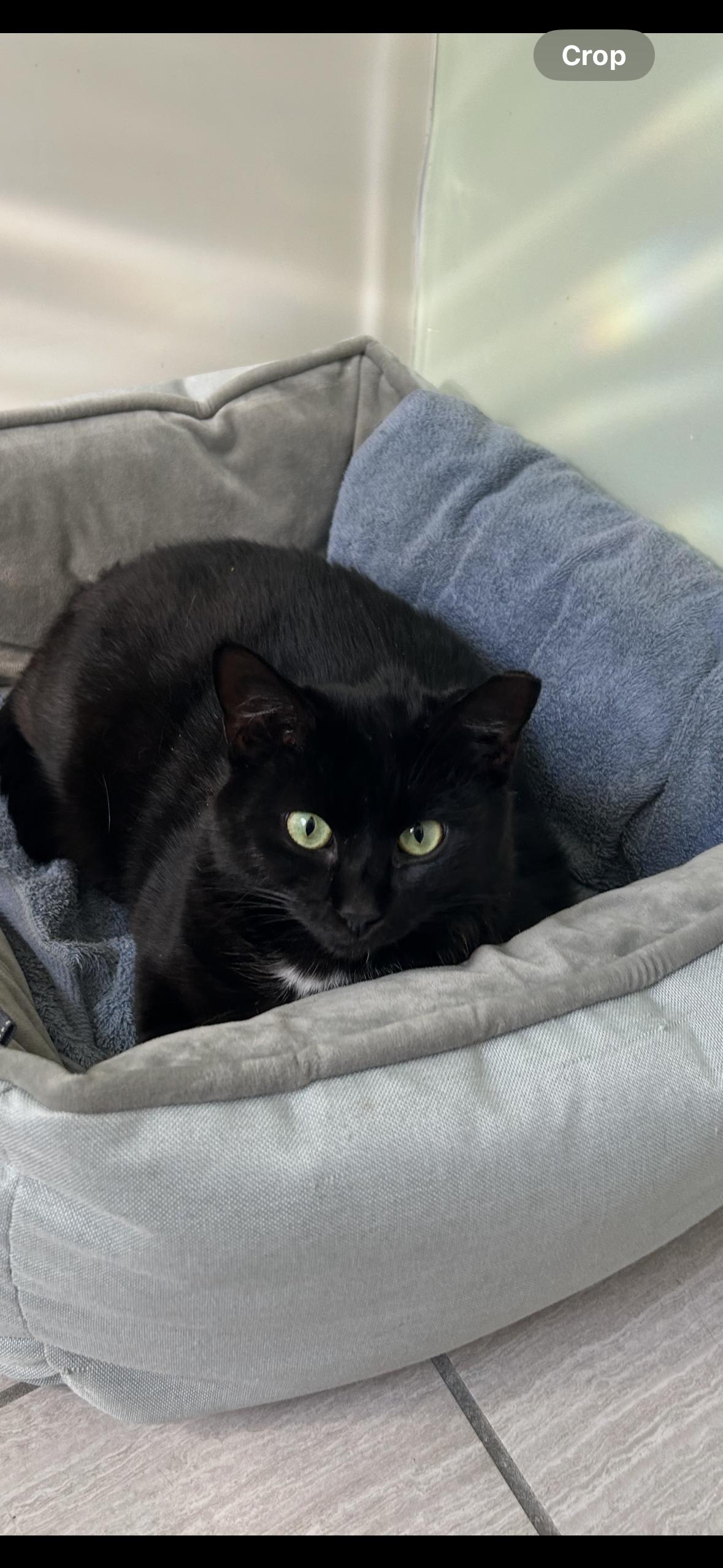 Enlarge Kylo B.I.G., an adopted Domestic Short Hair in Belmont, NC image 1/2