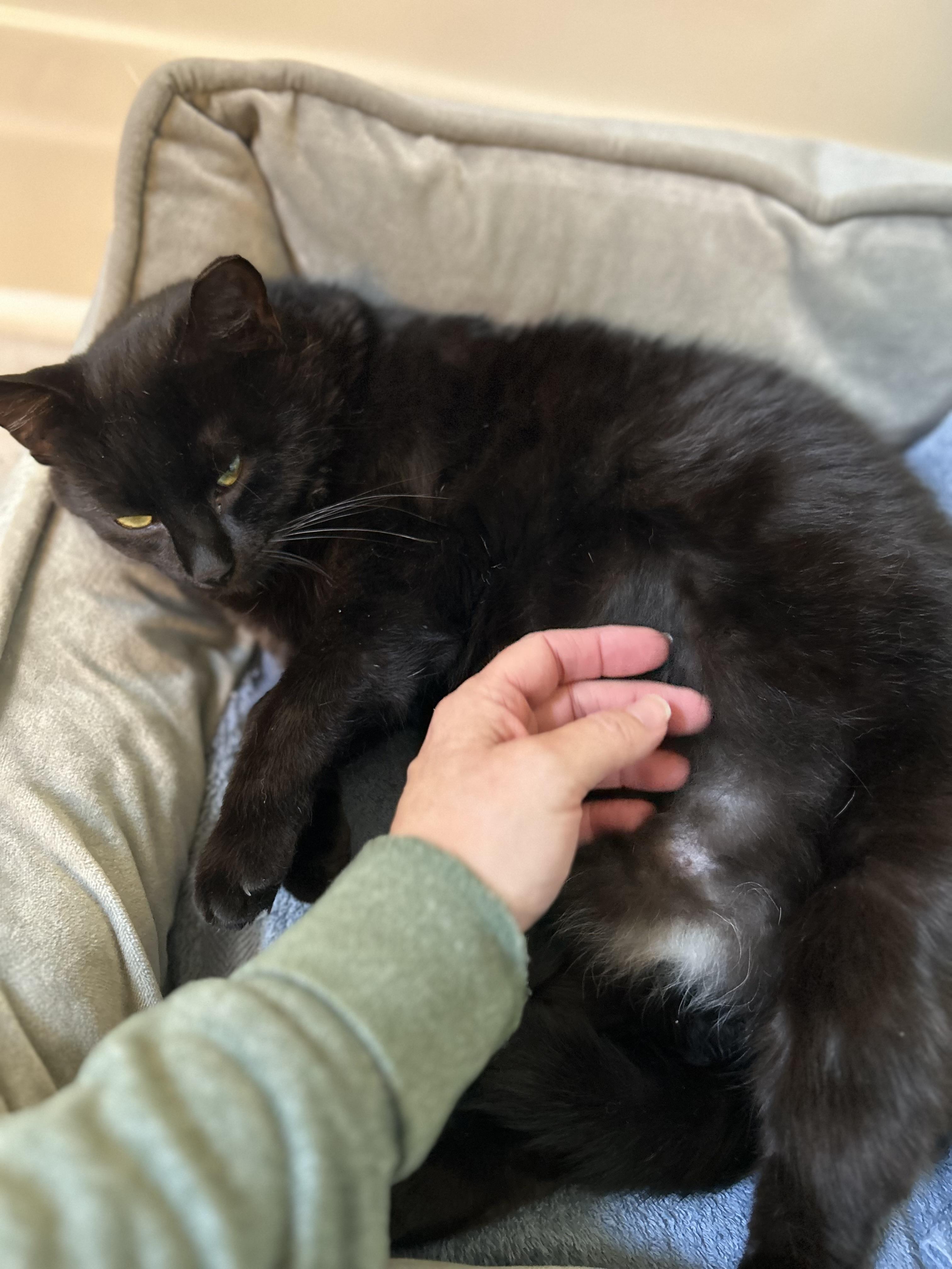 Enlarge Kylo B.I.G., an adopted Domestic Short Hair in Belmont, NC image 2/2