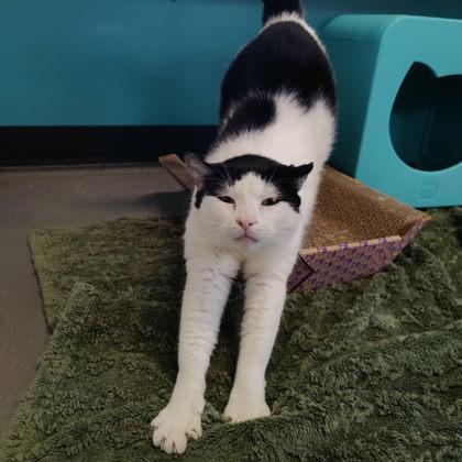 Rob, Adoptable, Adult Male Domestic Short Hair & Domestic Short Hair.