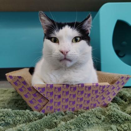 Rob, a Adoptable mixed breed in Voorhees, NJ image 2/3