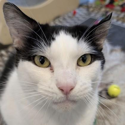 Enlarge Rob, a Adoptable mixed breed in Voorhees, NJ image 3/3